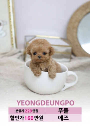 토이푸들분양 가격 베이비몽 토이푸들분양 가격 베이비몽