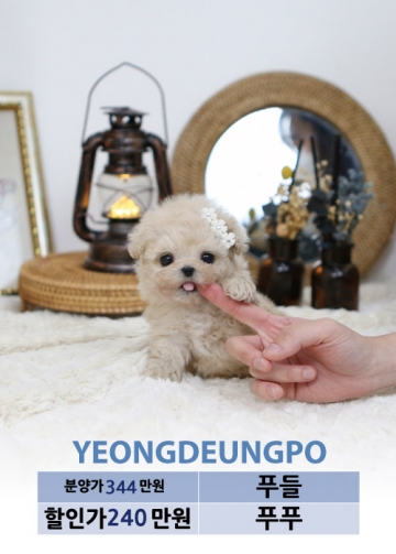 토이푸들분양 가격 베이비몽 토이푸들분양 가격 베이비몽