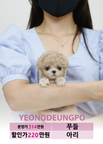 토이푸들분양 가격 베이비몽 토이푸들분양 가격 베이비몽