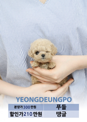 토이푸들분양 가격 베이비몽 토이푸들분양 가격 베이비몽