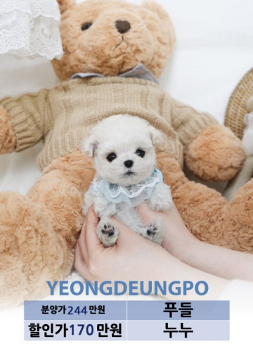 토이푸들분양 가격 베이비몽 토이푸들분양 가격 베이비몽