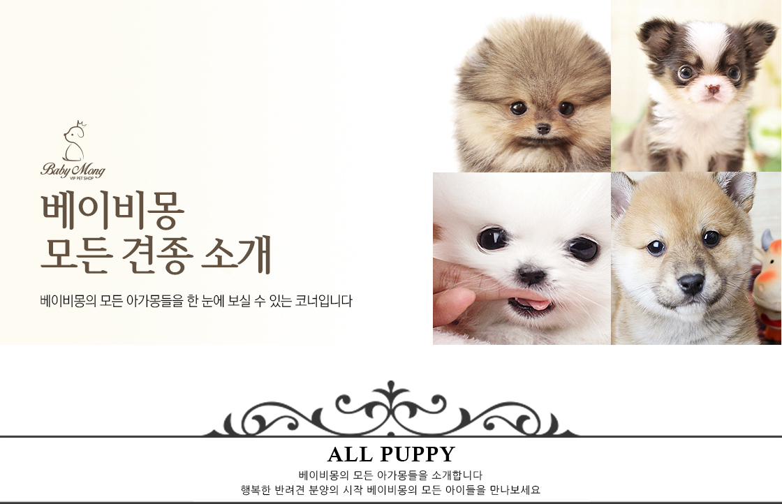 Adams Pet의 강아지 입양 비용에 대해 알아보세요!
