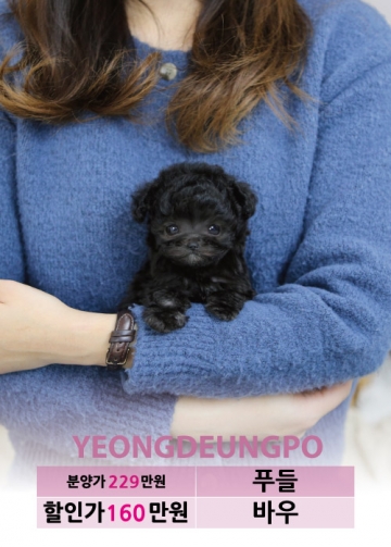 토이푸들분양 가격 베이비몽 토이푸들분양 가격 베이비몽