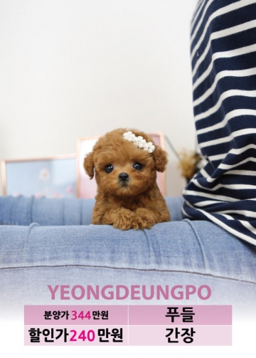 토이푸들분양 가격 베이비몽 토이푸들분양 가격 베이비몽