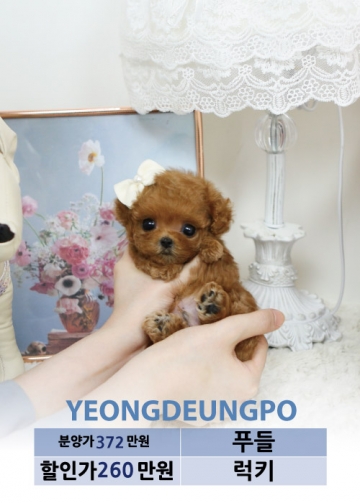 토이푸들분양 가격 베이비몽 토이푸들분양 가격 베이비몽