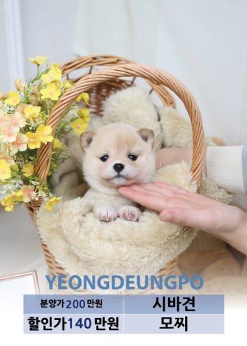 당뇨병 개의 수제 간식 재료 냉동 분쇄육을 파는 곳의 CCD 푸드 HEASUP 인증까지