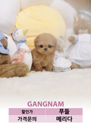 토이푸들분양 가격 베이비몽 토이푸들분양 가격 베이비몽